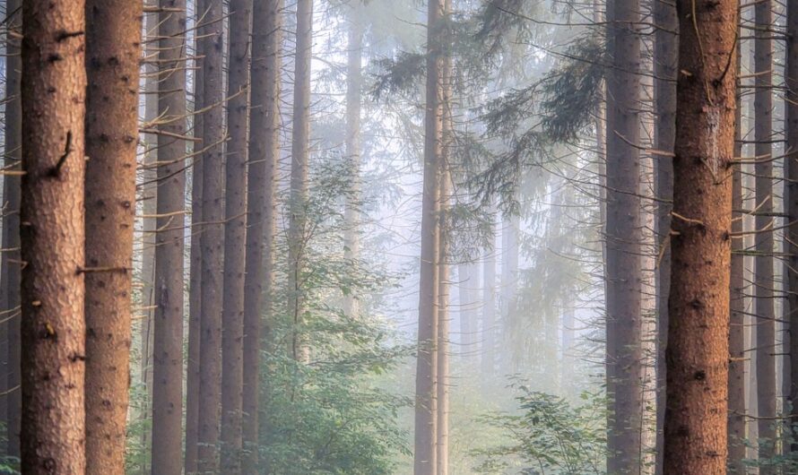 Ethiopia seeks to break India’s record by planting 700 million trees in a day